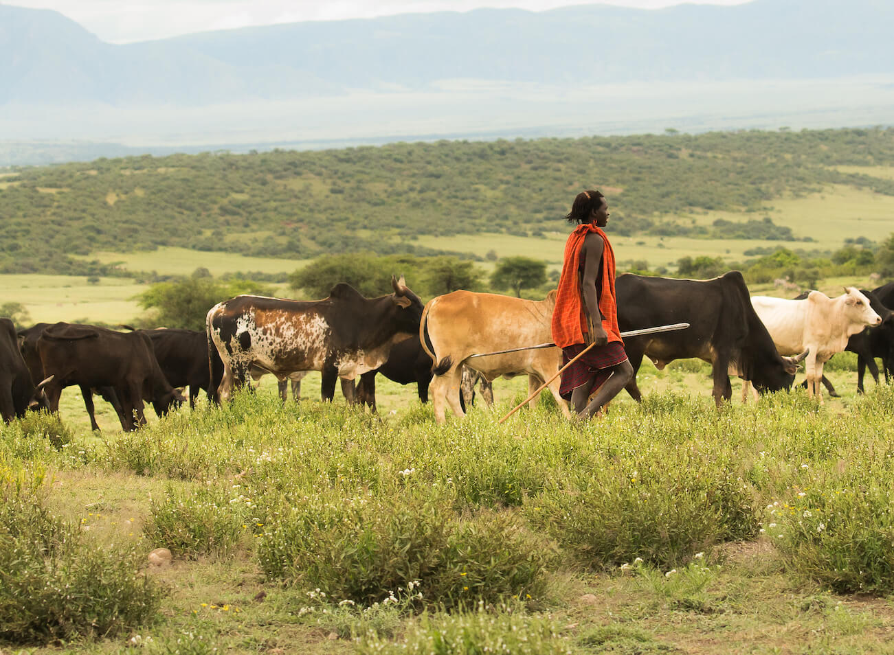 African woman walking with a herd of cows